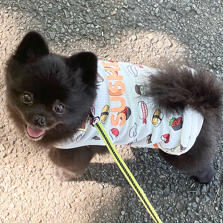 洋服がSUSHI柄
うにだけにﾌﾟﾌﾟ━(〃>З<)━ｯｯ!!!