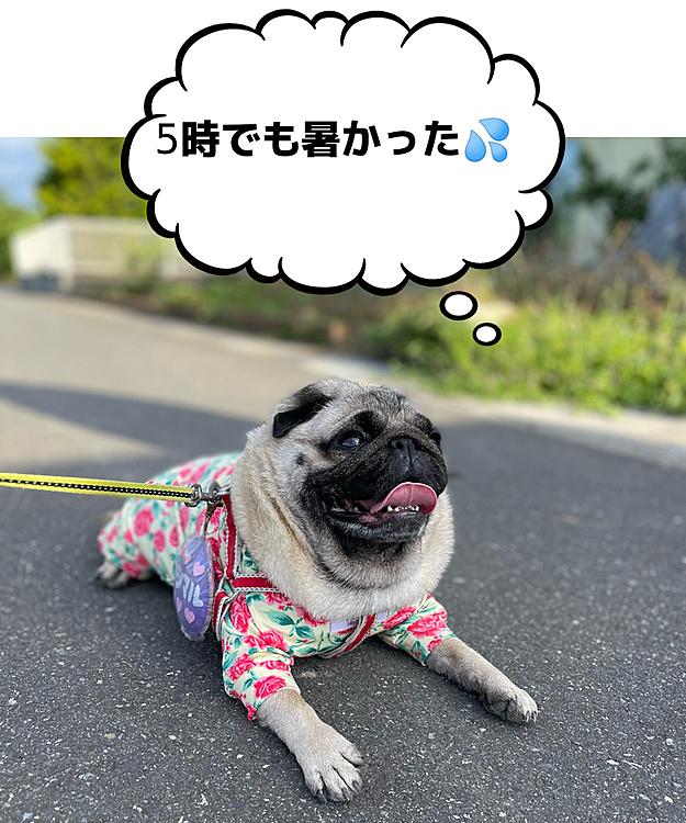 とうちゃんお休み🎶
早起きしての朝んぽ☀️