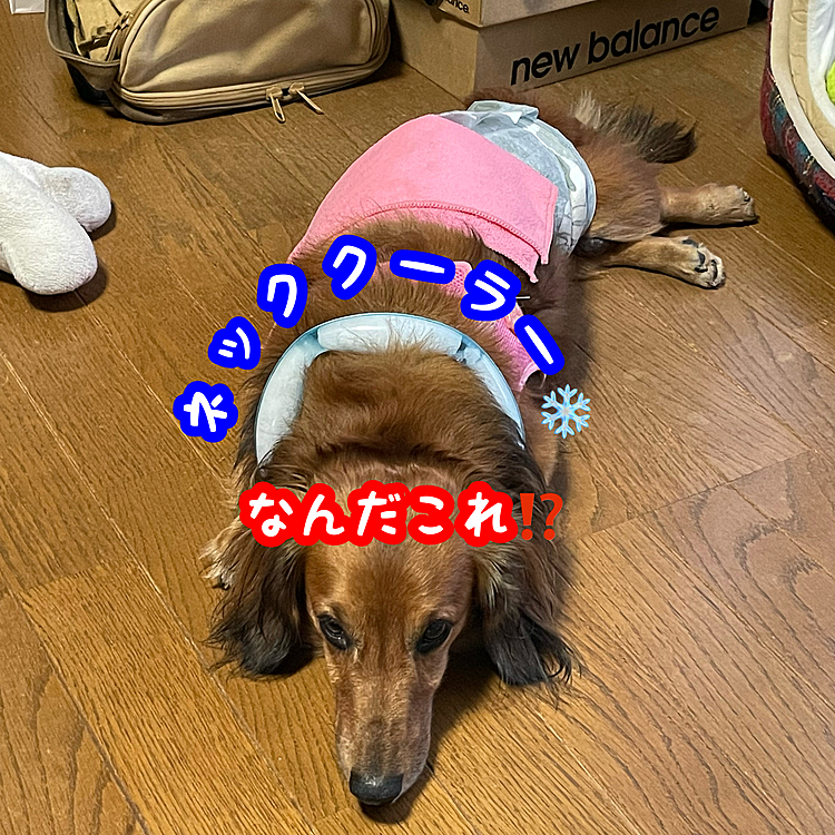 皆さん💡お元気ですか❓
6月なのに暑中見舞い🎐したい気分ですね💦
ウチのココﾁｬﾝ🐶もオムツのズレ落ち防止の為の胴輪を着けてるので暑いみたいで💦
ネッククーラーを着けてみました💡
ここから先はちょっと連投になります～🙇‍♂️🙇‍♂️🙇‍♂️