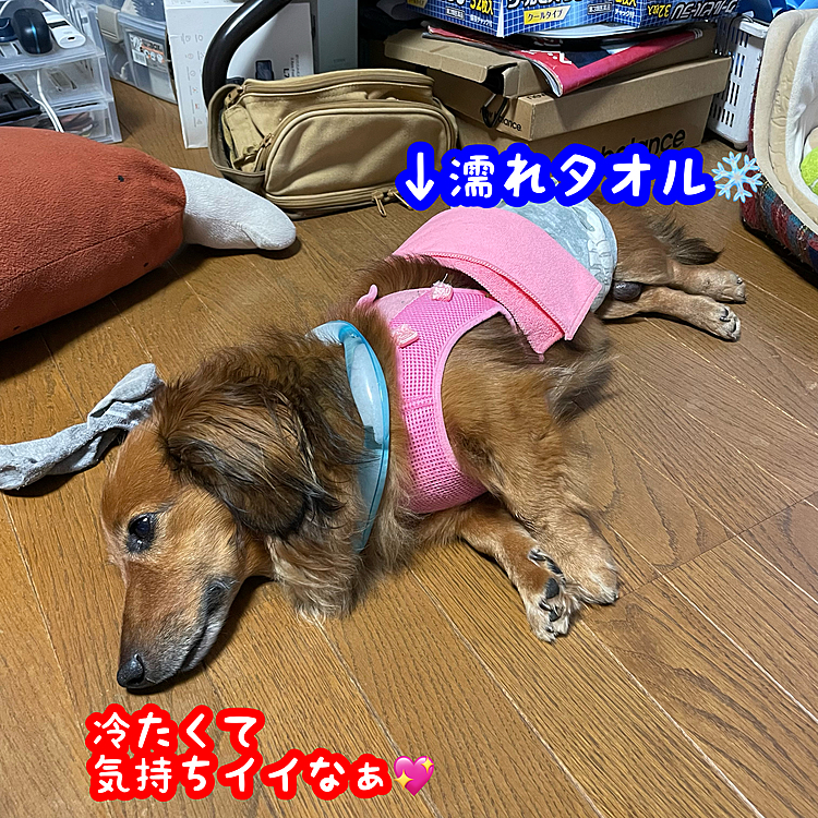 つづき💡
一緒に濡れタオルも乗せてみました💡
どぉやら気持ち良いみたい💖
ワンコは体温高いってのは聞いた事ありますが、やっぱりネッククーラーも溶けるの早いみたいで途端に水に戻ってます💦
更につづく💡