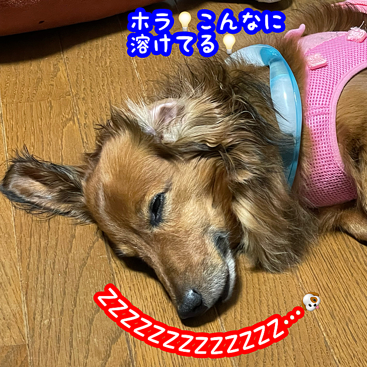 今日も酷暑💦しばらく酷暑💦💦
コレは使えるかな～❓しばらくコレで乗り切ろうね🤗🤗🤗

以上💡3コマ劇場でした✨✨✨
このアプリでも複数枚同時に写真載せられたら良いのになぁ💦💦💦