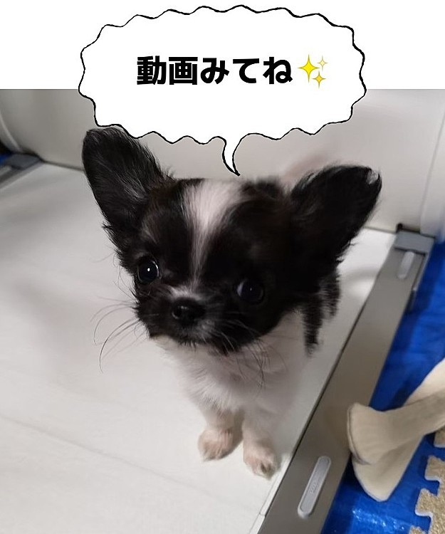 こんばんは☺️
【本日投稿】
１分で見れる❗今日のチワワ🐶
必死に手を伸ばす子犬にキュン🥰

ぜひ遊びに来て下さい😊
チャンネル登録お願いします‼️
チャンネルはアイコンから飛べます‼️
宜しくお願いします🙇