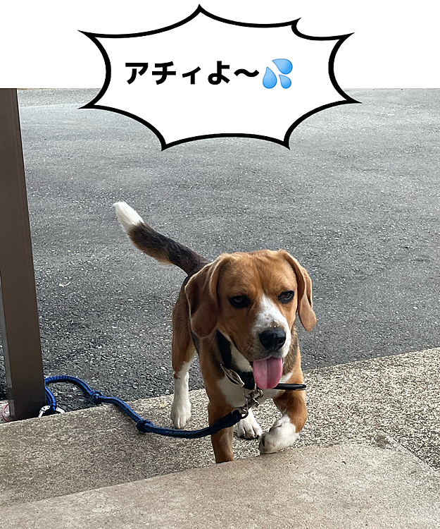 2022.6.28(火)

今日は曇っているから少し🤏気温は低いけど湿度が高いからベタベタ不快だね💦
