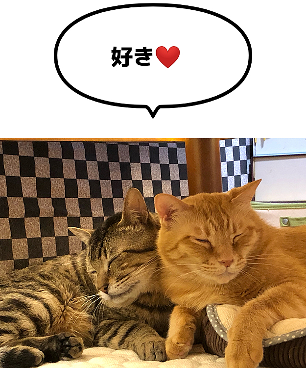 Max&Kittyの投稿