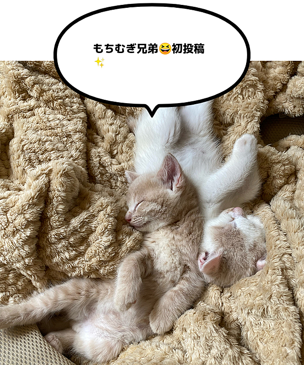 
初投稿です😆
1ヶ月と10日目のもちむぎ兄弟！
仲良く寝てます😴