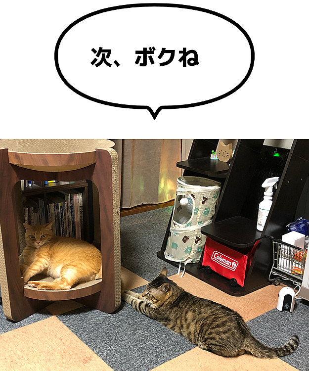 Max&Kittyの投稿