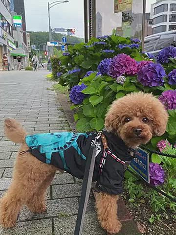 ・2週間前はまだ涼しかった
・メタセコ広場はお友達いっぱい
・パパの膝の上でご機嫌
・ここは以前私が引っかかった木の前💩
・パパの膝の上が好き
・休日のメタセコ広場は誰もいない😢
・ショッピングモール
・短冊に願い事書いたよ🎋
・出勤をお見送り
・紫陽花も終わりだね💜
・日陰の多い里山散歩
・デジャブ⁈いや先週と同じ木の前です🤣
・仲良くお昼寝💤
・父の日はベランダで餃子🥟
・ピカピカの季節✨
・パパのお迎え🐾
・19時過ぎても30度を下回らない🥵
・近所に出来たお店です😋