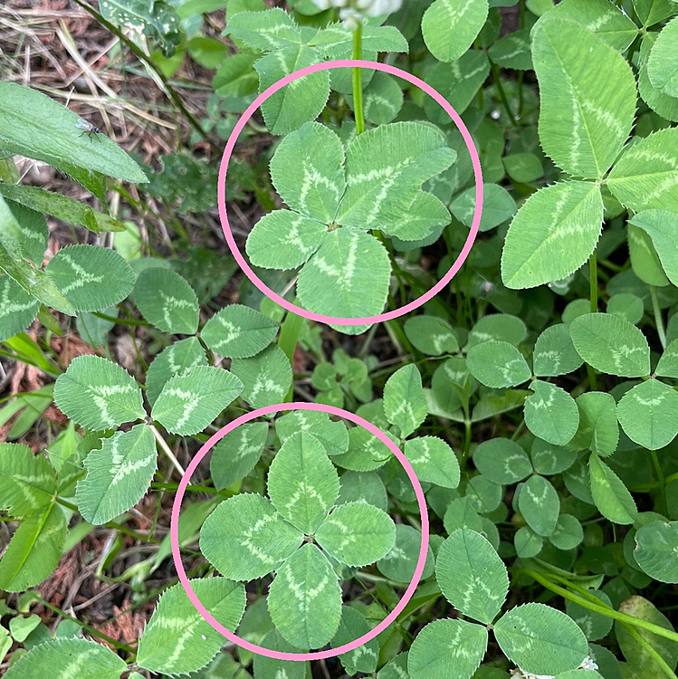 🍀みんなに幸せが届きますように🍀

