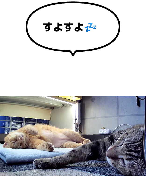 Max&Kittyの投稿