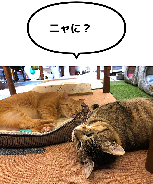 Max&Kittyの投稿