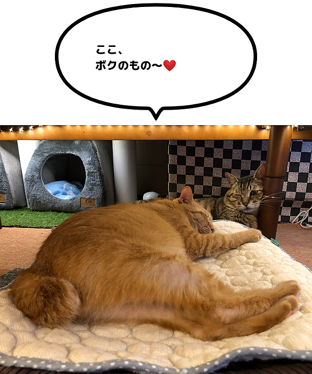 Max&Kittyの投稿