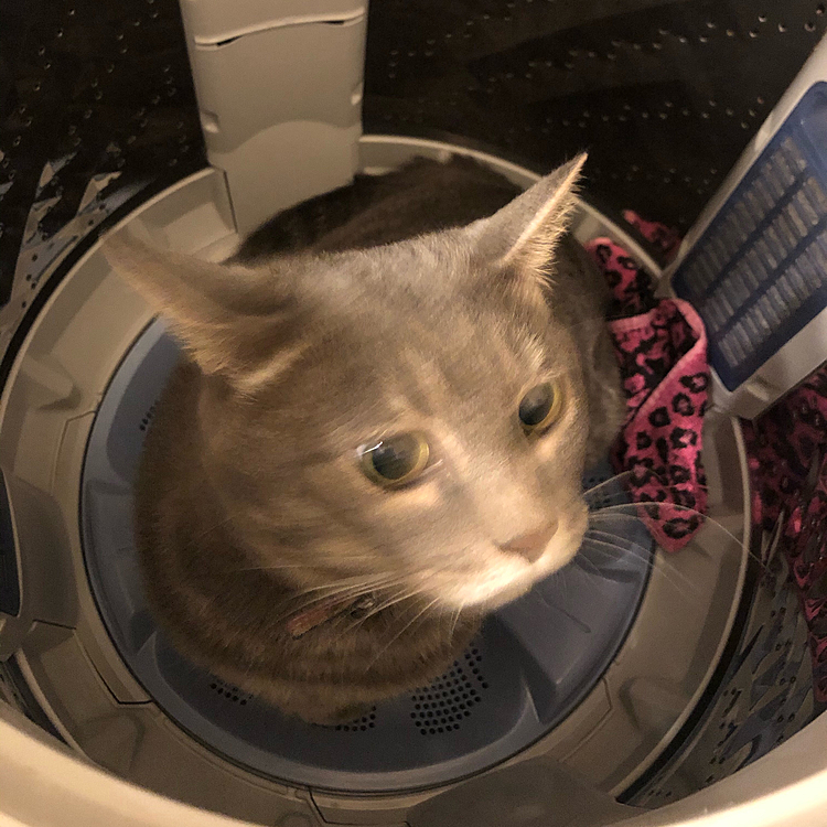 洗濯機に洗濯物が入ってないことに気づき…早速入る我が猫🐱。入ってはいけない事は分かっている様子で…覗くと急いで出ようとします🤣👏🏻そんな瞬間をパシャリ！❤︎可愛いです❤︎