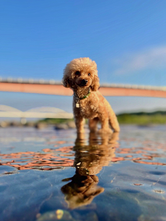 1年ぶりに川に入りました‼️

冷たくて気持ちいいです‼️

マルは固まってます😅