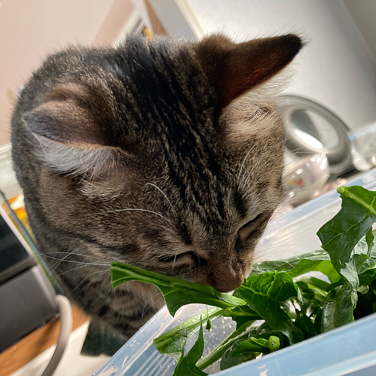 ほうれん草、
いただきまーす🙏