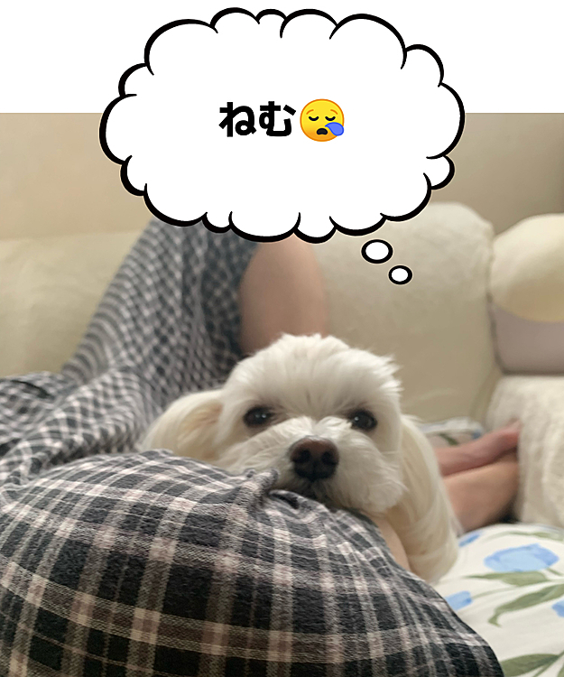今日の朝、ご飯の後は
パパの足に絡まって
ダラダラしてた蘭丸さん。
眠いのか目がちっさ(笑)