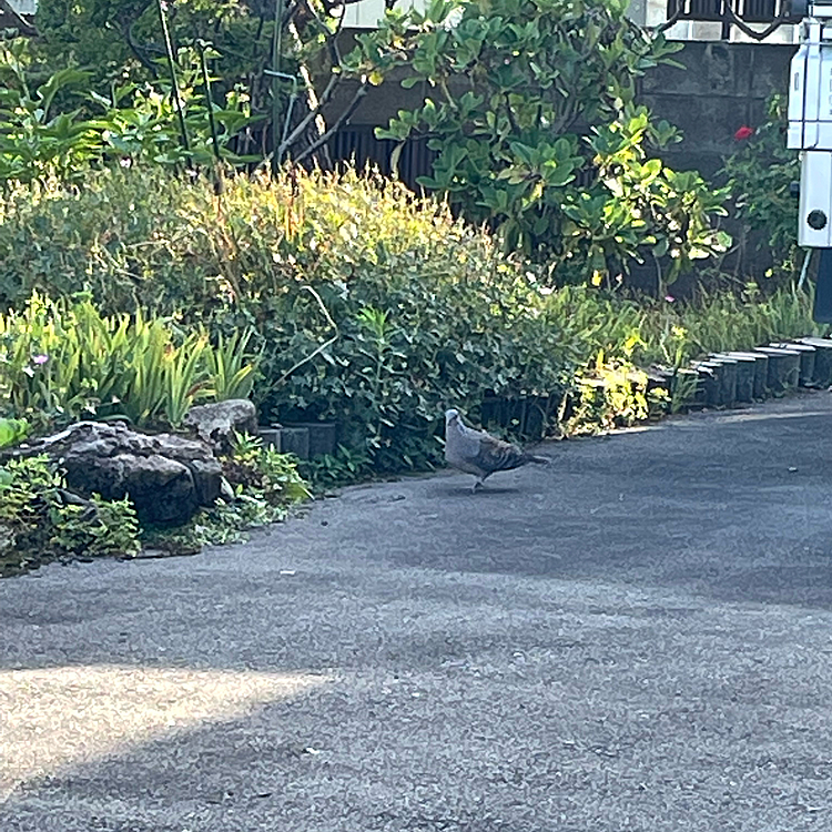 庭に鳩🐦さんがお散歩してる❣️
マックスは不思議そうに見つめてた🐶💓