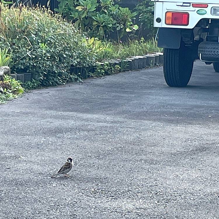 その後スズメちゃんもお散歩❣️