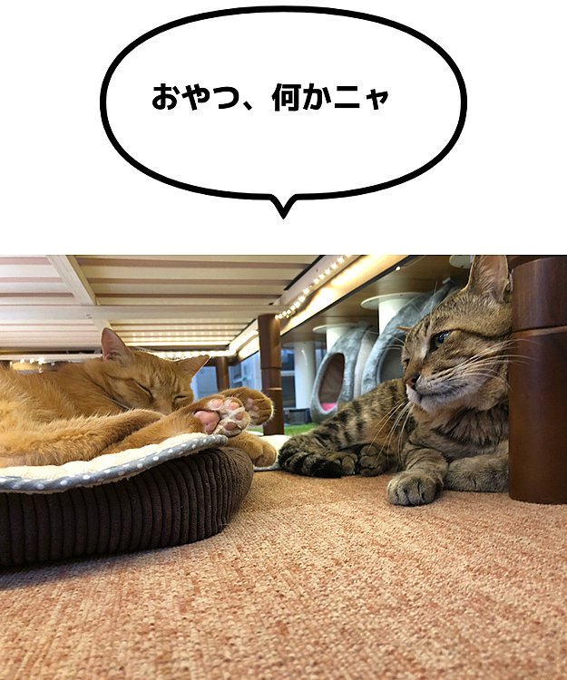 Max&Kittyの投稿