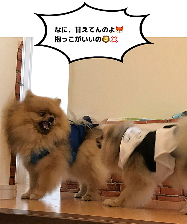 わざわざ、階下から戻って喧嘩をふっかけてるのえるちゃん😁