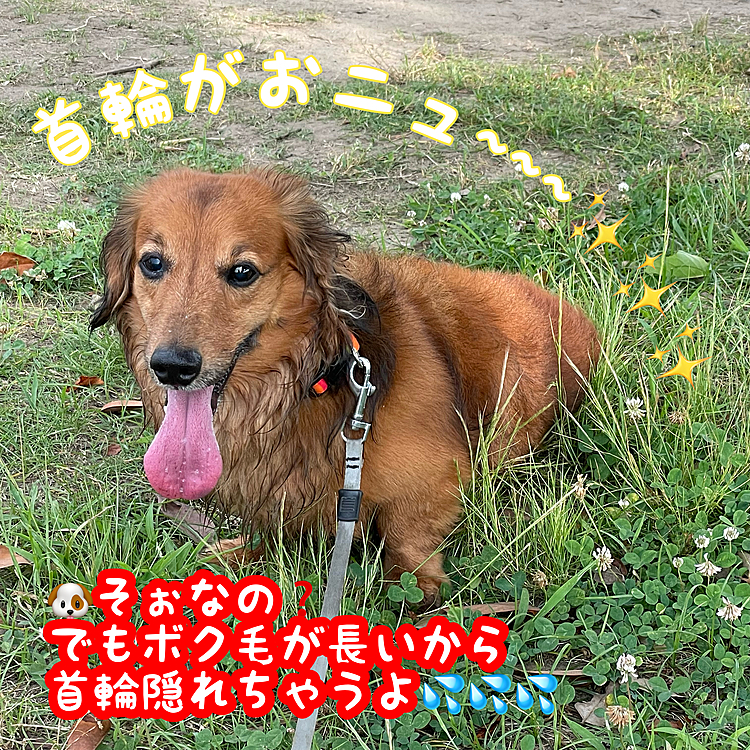 昨日のお散歩で新しい首輪をデビュー✨させました💡
つけ外しのフック🪝がお袋の握力❓ではちょっと硬くなってきたらしいので…(そんなに硬くなるもんかな😅❓)でも夏に向けてだいぶカラフルになりました💡