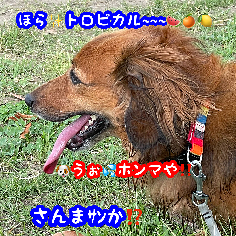 なかなかトロピカル🍉🍊🍋なカラーになってココﾁｬﾝ🐶もゴキゲン(灬ºωº灬)ﾌﾌﾌ~ﾝ♪かな😂😂😂❓ 
