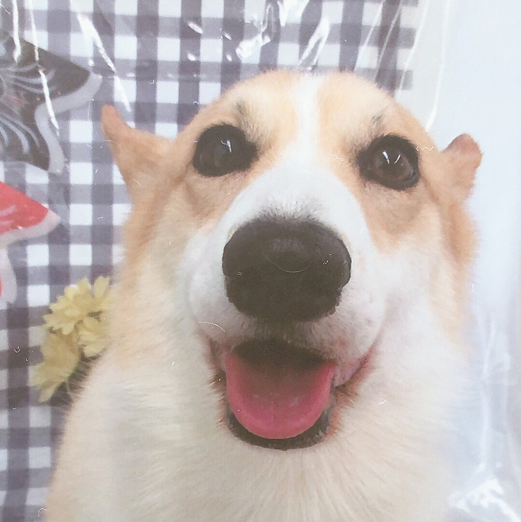 えへ😃
笑顔😃トリミングの帰りに前回の写真もらったよ😃いつも仏頂面なのに今回は笑顔の写真😊1番いい写真かも😃