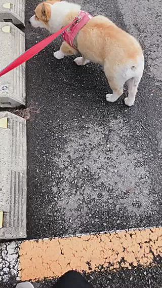 最近ちゃんと歩いて受付まで行ってくれる😃
前は動かなくて抱っこだったからね。
