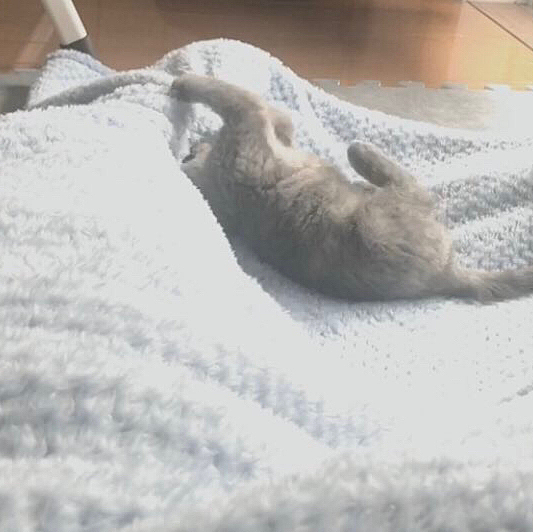 かわいい。
