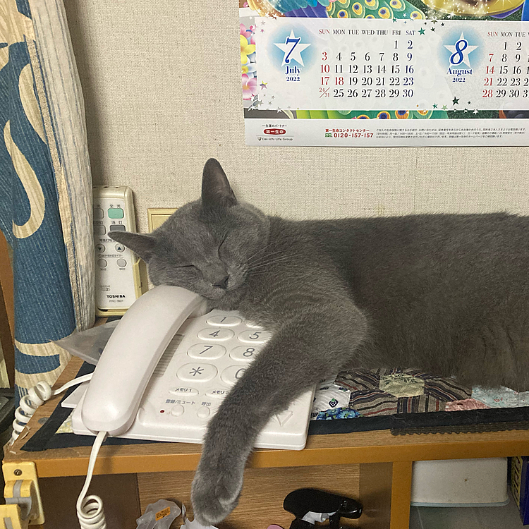 電話番サボり中〜！
(だって、家電鳴らないんだもん💤)