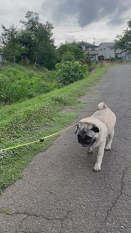 セミも元気ですヨ🎶