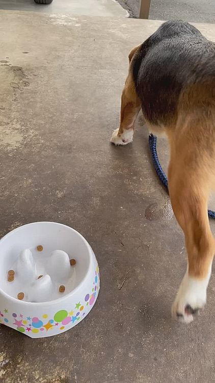 今日もおかわり🐶🍚のちょんちょん❣️
落ち着きない食べ方😩