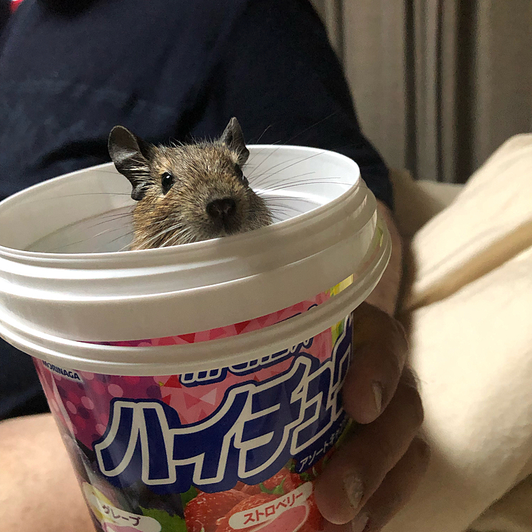 はい、ひょっこりはん