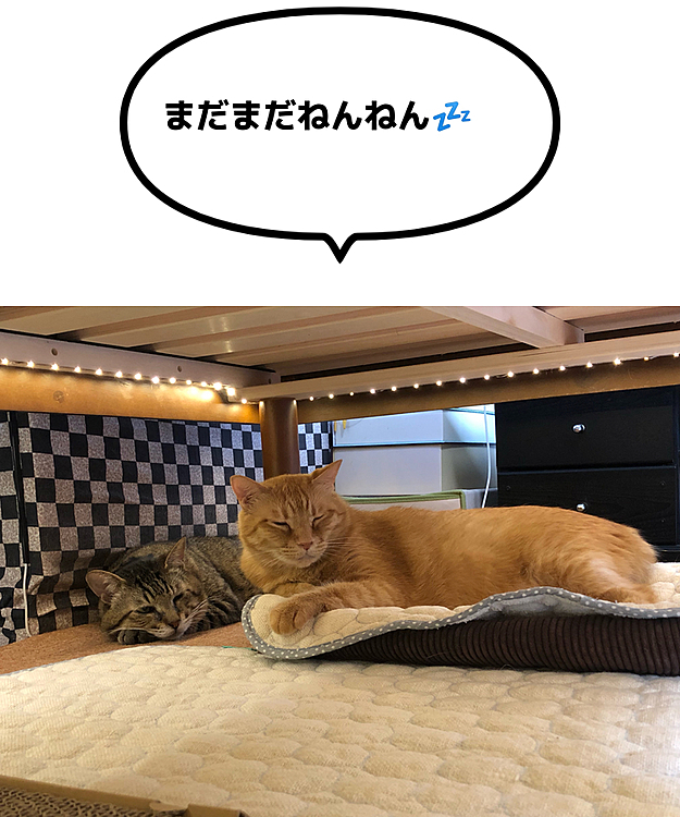 Max&Kittyの投稿