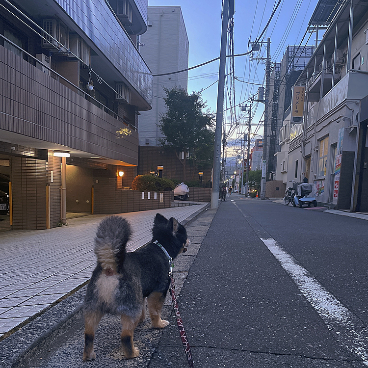 
夏っぽい日暮れ🔆

この時間でも明るいのいいですね😊
夏って感じです🎶

オトモダチにも沢山会えました🐯🌟

