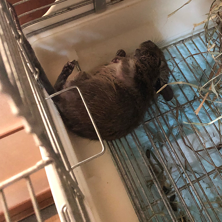 こんな寝方されたら心臓に悪いです