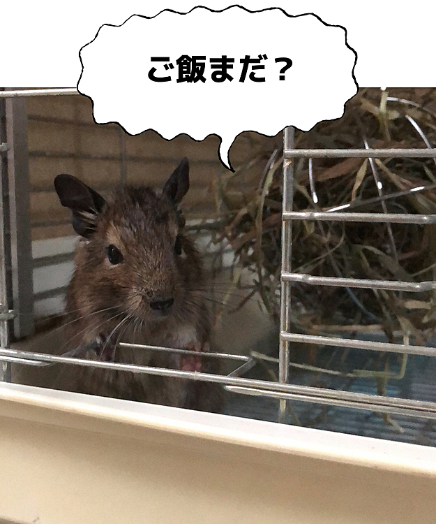 朝からおはようのお出迎えからのご飯の催促されました