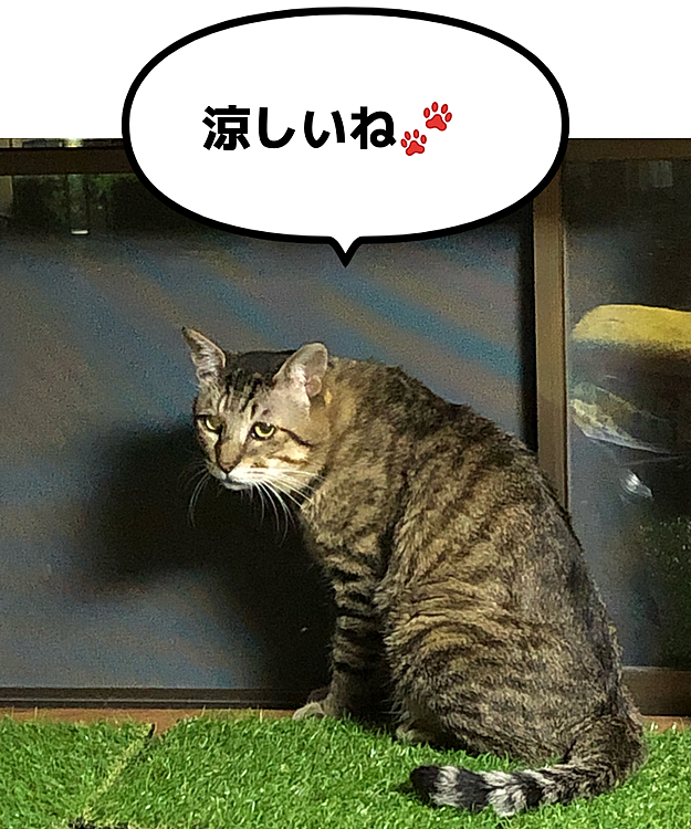 Max&Kittyの投稿