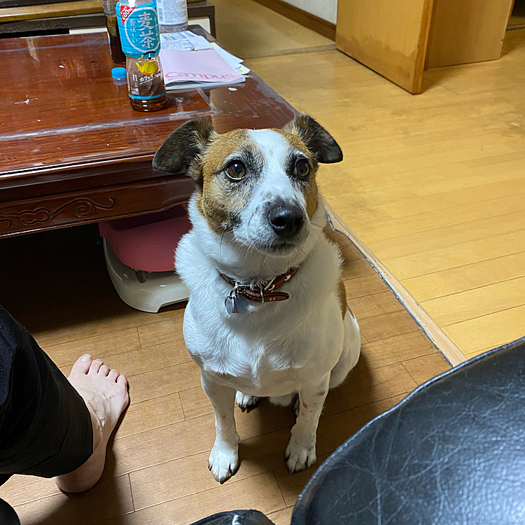 明日からリフレッシュ休暇挟んで１０連休、、愛犬のお守りと、お盆の迎え火と送り火