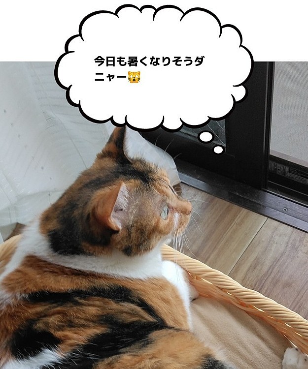 スパイXOの投稿