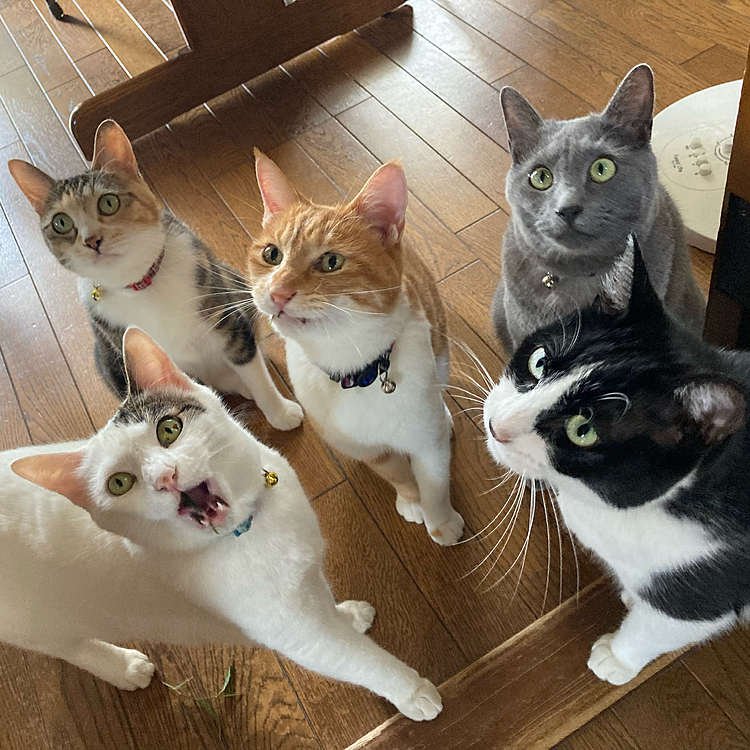 早くちょーだい！！

葉っぱ食べる時はチュール並みに集まります♪
庭の雑草(メヒシバ・稲科)が食べ頃です(笑)