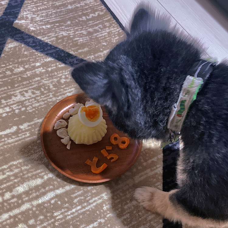 
ペロッと食べちゃいました😊
喜んでくれてよかったよかった🎶

オトナになりました😊

毎年載せますが、とらくんは幼い頃本当に小さくて
アトピーだったみたいで
全身おハゲさんでしたが💦

立派に成長してくれました😊
優しくて、オトモダチが大好きなワンパク小僧🎶

生まれてきてくれてありがとう😊💓



