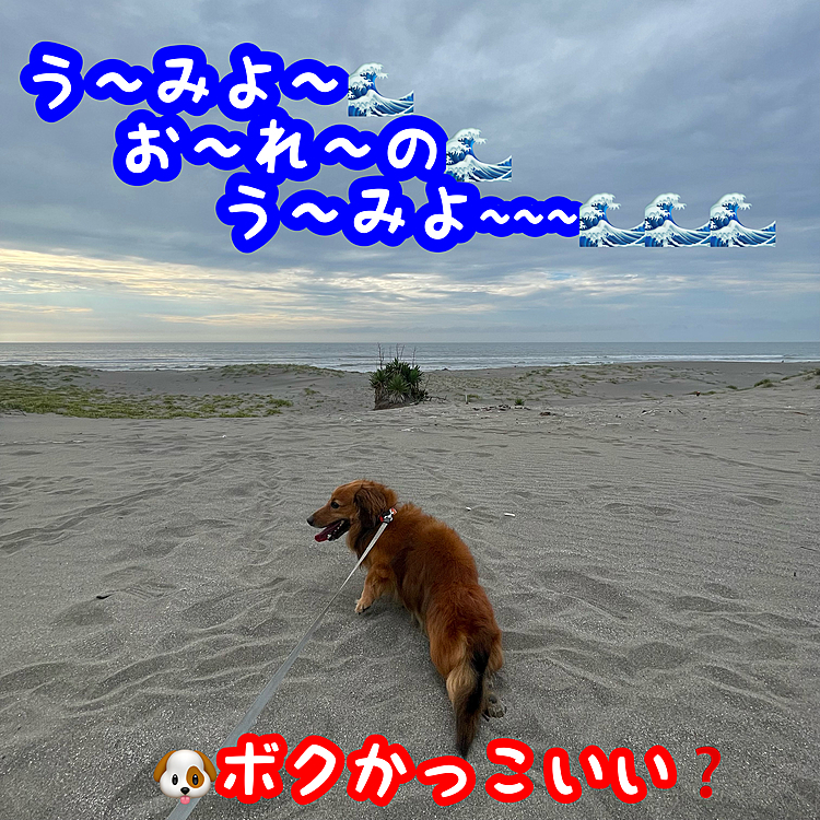 今朝のいつもの芝生広場のお散歩でココﾁｬﾝ🐶が歩きたがってたので少し遠征して海岸の方まで行ってきました💡
流石に砂丘越えは腰に負担がかかる様なので抱きかかえて砂浜で記念写真📷✨
帰りは勢いに任せて滑り降りてきました😂😂😂
ちゃんと歩ける様になってもぉ少し奥まで行こうね💪💪💪
