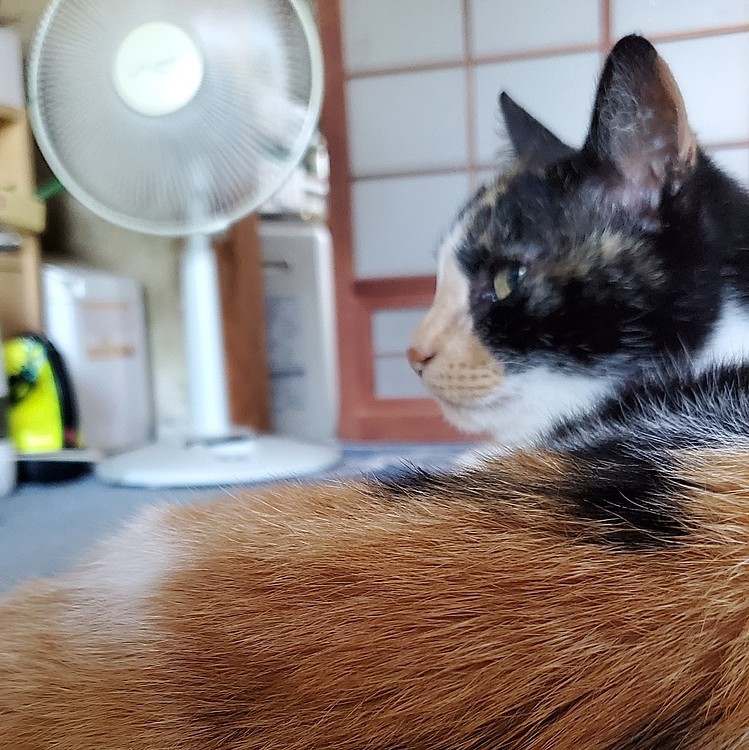 扇風機の前　陣取ったねこいた