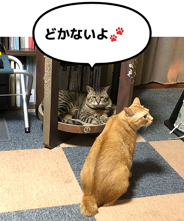 Max&Kittyの投稿