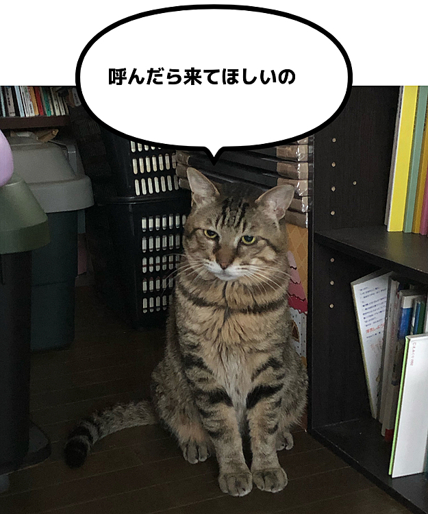 隣の部屋で鳴くKitty。行くと知らん顔。戻るとまた鳴く。どうしたの？