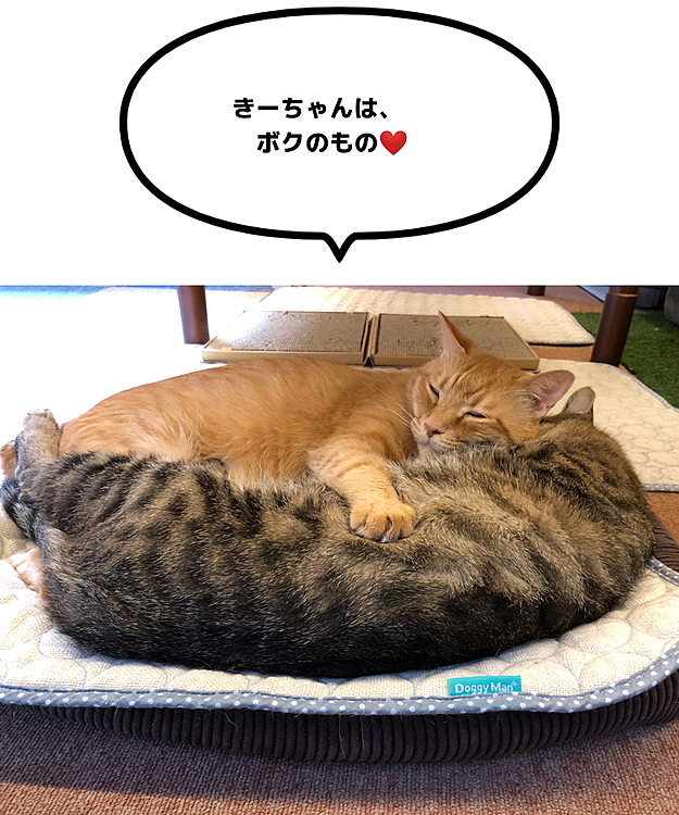 Max&Kittyの投稿