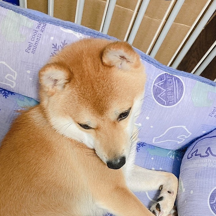 僕は無いんだ⚡⚡⚡