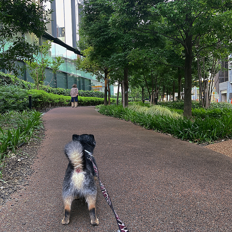 
帰りはマンションの下で
「帰らない‼️」が始まって
飼い主はしばらく立たされてました😂

道行く人や、車を眺めて、、、🐯笑

