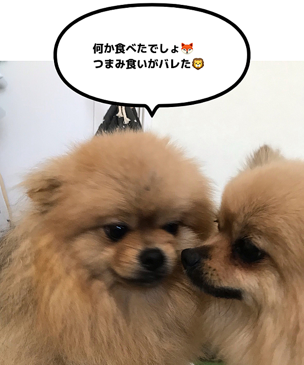 ぽんずandのえる　の投稿