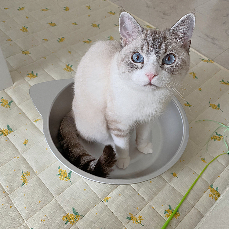 猫鍋にお座りするスタイル🍲右下のおもちゃは大のお気に入りのじゃれぶん😼⭐️